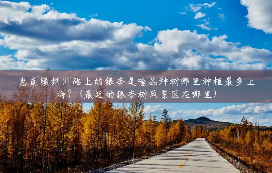 惠南镇拱川路上的银杏是啥品种树哪里种植最多上海?(最近的银杏树风景区在哪里) 惠南镇拱川路上的银杏是啥品种树哪里种植最多上海?(最近的银杏树风景区在哪里)