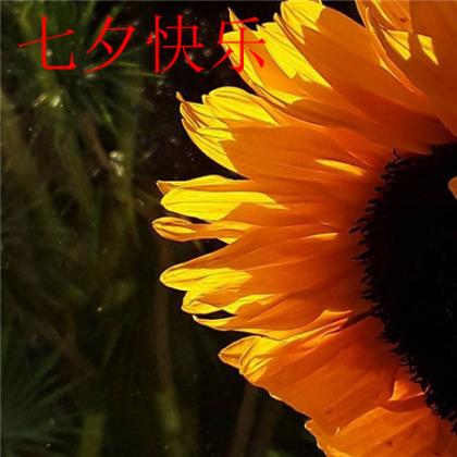 经典自我调侃语录