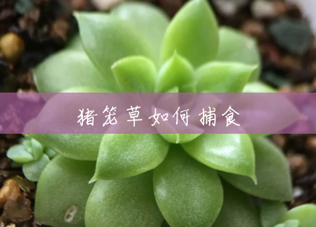 猪笼草如何捕食