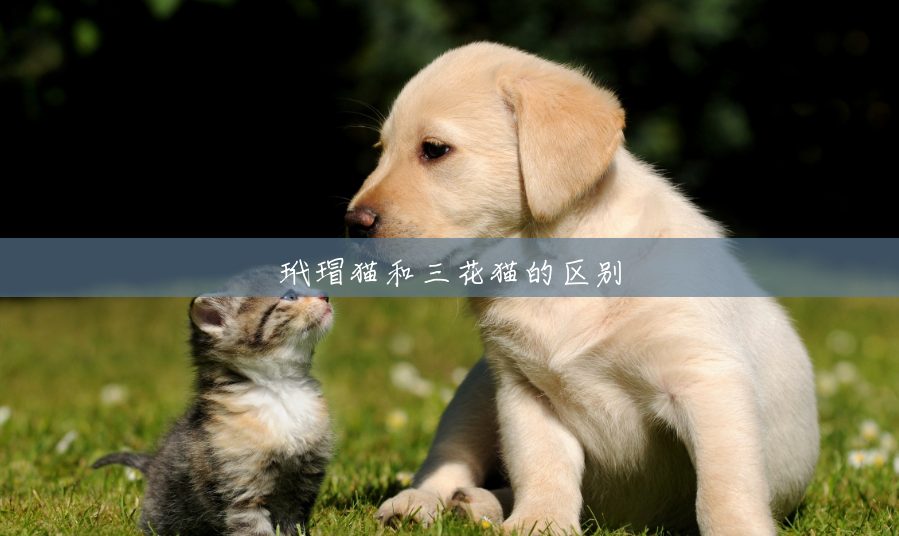 玳瑁猫和三花猫的区别 玳瑁猫和三花猫的区别