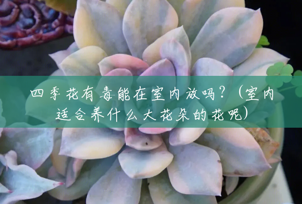 四季花有毒能在室内放吗?(室内适合养什么大花朵的花呢) 四季花有毒能在室内放吗?(室内适合养什么大花朵的花呢)
