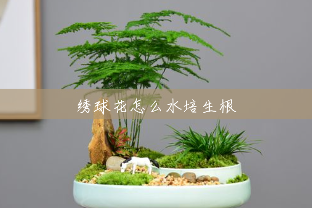 绣球花怎么水培生根 绣球花怎么水培生根