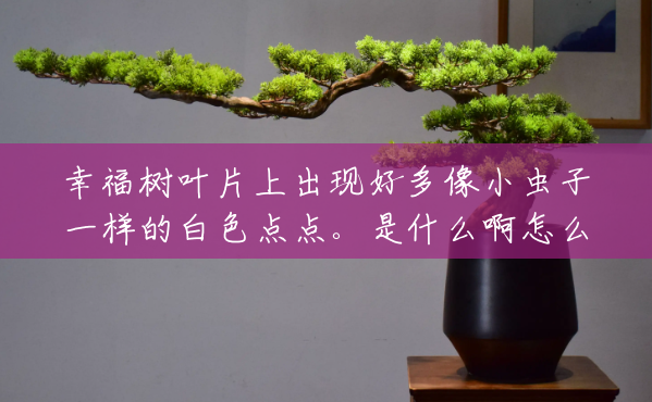 幸福树叶片上出现好多像小虫子一样的白色点点。是什么啊怎么治啊？(幸福树种子什么样图片)