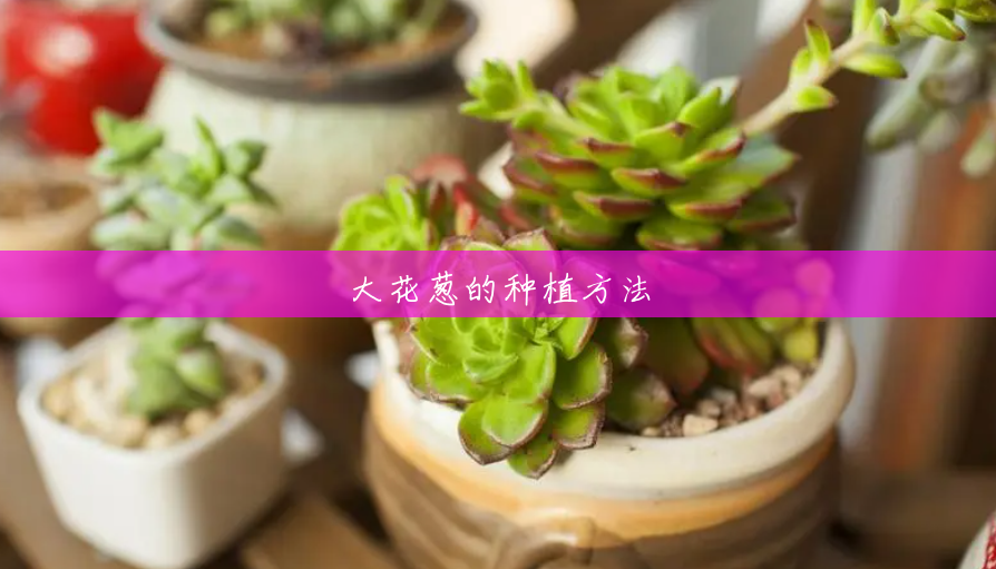 大花葱的种植方法