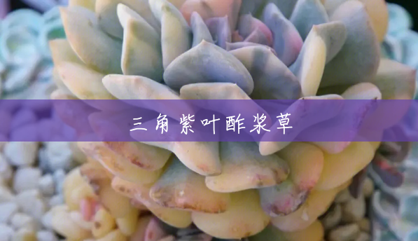 三角紫叶酢浆草