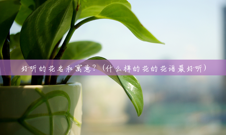 好听的花名和寓意?(什么样的花的花语最好听) 好听的花名和寓意?(什么样的花的花语最好听)