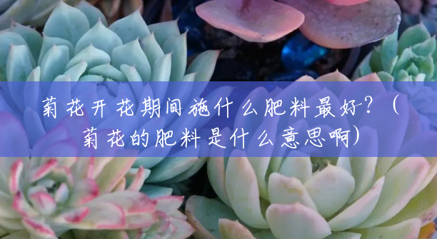 菊花开花期间施什么肥料最好?(菊花的肥料是什么意思啊) 菊花开花期间施什么肥料最好?(菊花的肥料是什么意思啊)