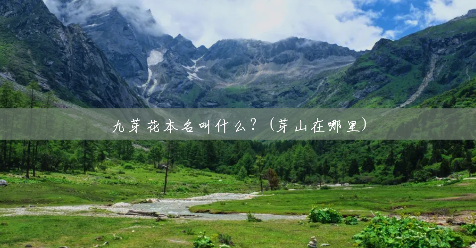 九芽花本名叫什么？(芽山在哪里)