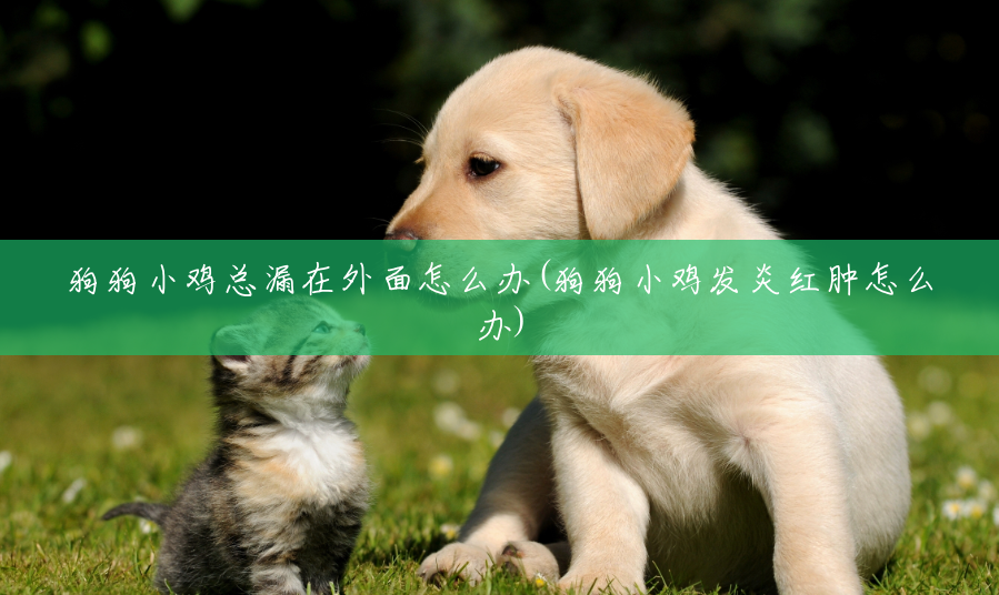 狗狗小鸡总漏在外面怎么办(狗狗小鸡发炎红肿怎么办) 狗狗小鸡总漏在外面怎么办(狗狗小鸡发炎红肿怎么办)