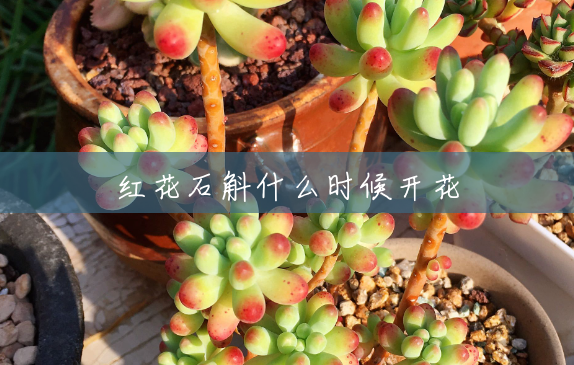 红花石斛什么时候开花 红花石斛什么时候开花