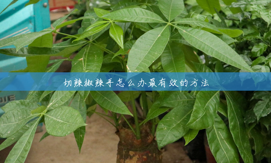 切辣椒辣手怎么办最有效的方法 切辣椒辣手怎么办最有效的方法