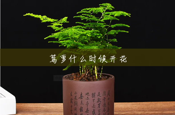茑萝什么时候开花 茑萝什么时候开花