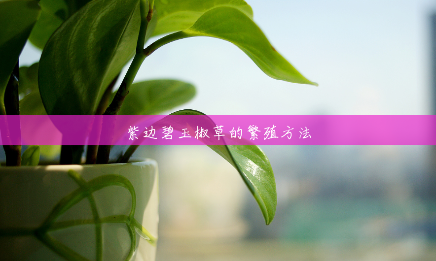 紫边碧玉椒草的繁殖方法