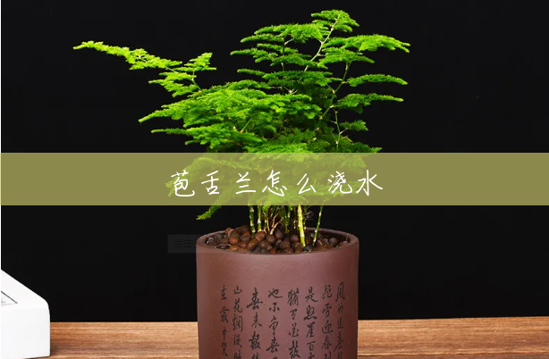 苞舌兰怎么浇水 苞舌兰怎么浇水