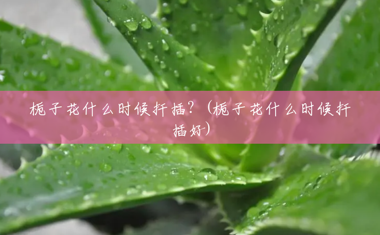 栀子花什么时候扦插?(栀子花什么时候扦插好) 栀子花什么时候扦插?(栀子花什么时候扦插好)
