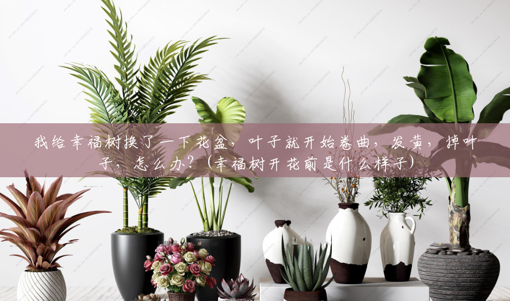 我给幸福树换了一下花盆,叶子就开始卷曲,发黄,掉叶子,怎么办?(幸福树开花前是什么样子) 我给幸福树换了一下花盆,叶子就开始卷曲,发黄,掉叶子,怎么办?(幸福树开花前是什么样子)