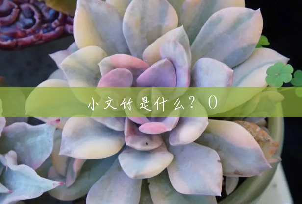 小文竹是什么?() 小文竹是什么?()