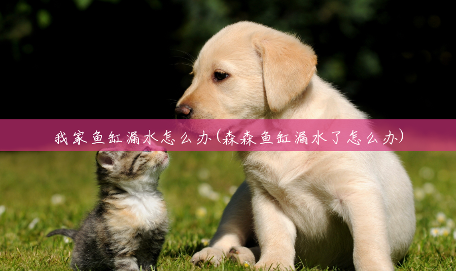 我家鱼缸漏水怎么办(森森鱼缸漏水了怎么办) 我家鱼缸漏水怎么办(森森鱼缸漏水了怎么办)