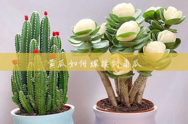黄瓜如何嫁接到南瓜 黄瓜如何嫁接到南瓜