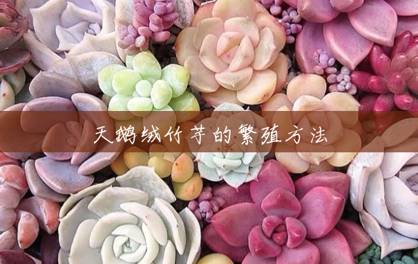 天鹅绒竹芋的繁殖方法 天鹅绒竹芋的繁殖方法