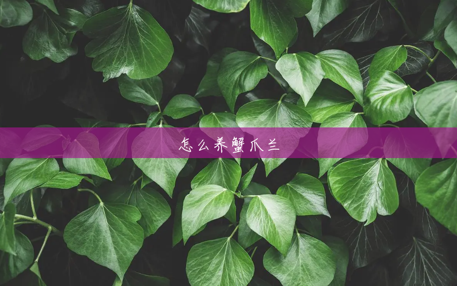 怎么养蟹爪兰 怎么养蟹爪兰