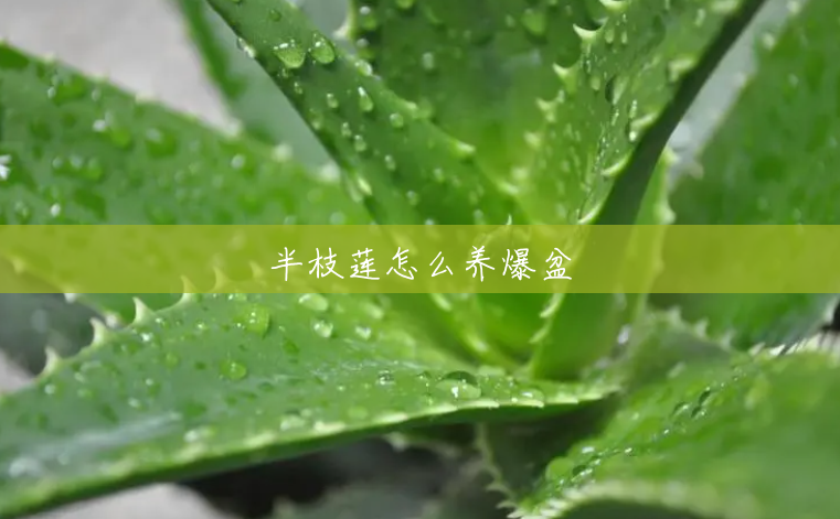 半枝莲怎么养爆盆