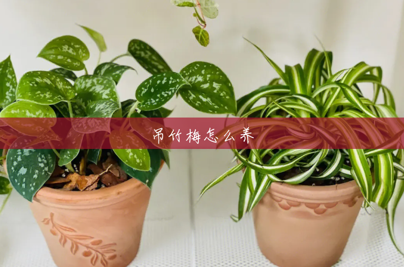 吊竹梅怎么养 吊竹梅怎么养