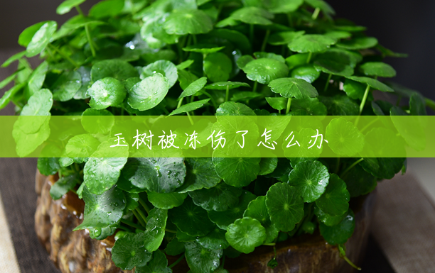 玉树被冻伤了怎么办 玉树被冻伤了怎么办