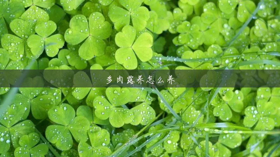 多肉露养怎么养 多肉露养怎么养