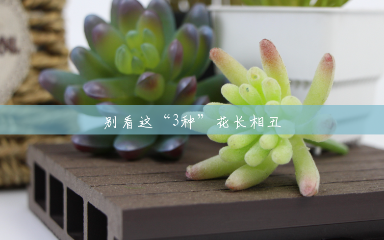 别看这“3种”花长相丑 别看这“3种”花长相丑