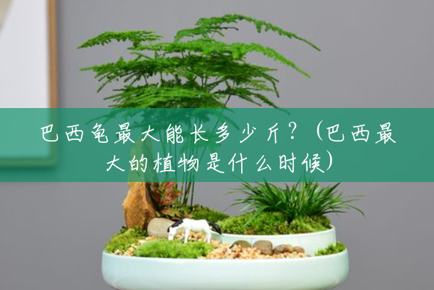 巴西龟最大能长多少斤?(巴西最大的植物是什么时候) 巴西龟最大能长多少斤?(巴西最大的植物是什么时候)
