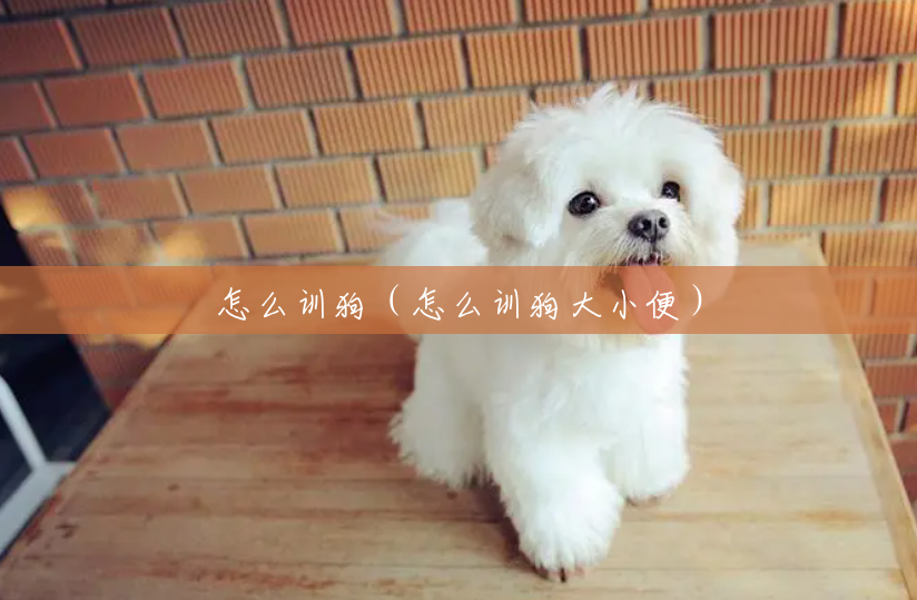怎么训狗（怎么训狗大小便）