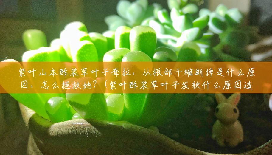 紫叶山本酢浆草叶子耷拉，从根部干缩断掉是什么原因，怎么拯救她？(紫叶酢浆草叶子发软什么原因造成的)