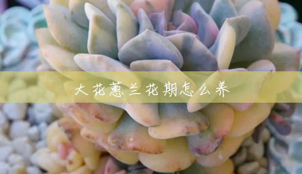 大花蕙兰花期怎么养 大花蕙兰花期怎么养