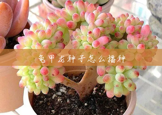 龟甲龙种子怎么播种 龟甲龙种子怎么播种
