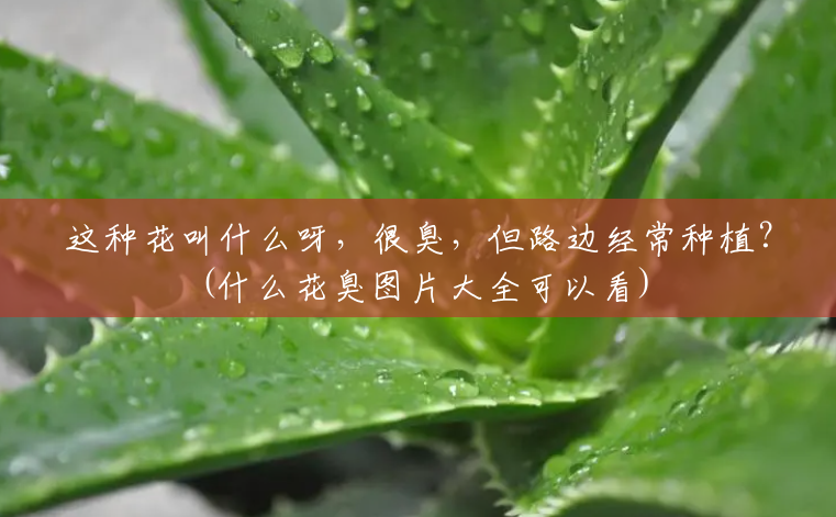 这种花叫什么呀,很臭,但路边经常种植?(什么花臭图片大全可以看) 这种花叫什么呀,很臭,但路边经常种植?(什么花臭图片大全可以看)