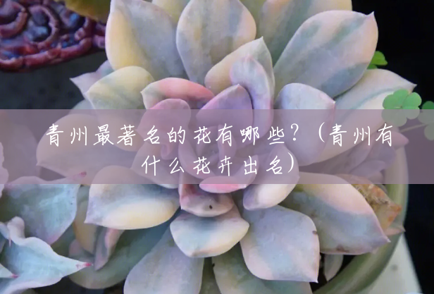青州最著名的花有哪些？(青州有什么花卉出名)