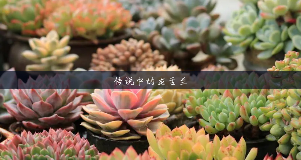 传说中的龙舌兰 传说中的龙舌兰