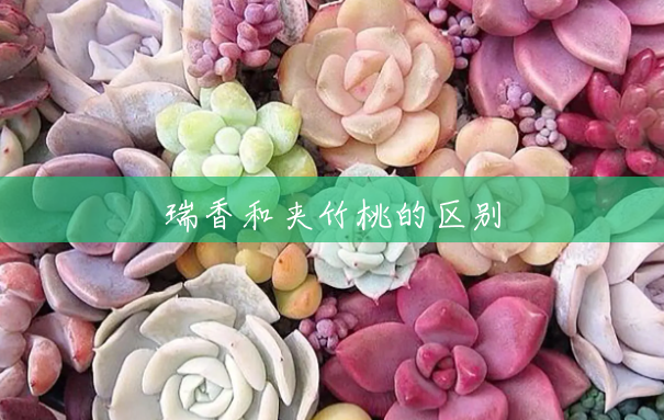 瑞香和夹竹桃的区别 瑞香和夹竹桃的区别