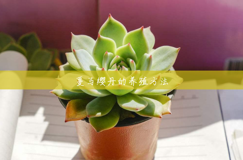 蔓马缨丹的养殖方法 蔓马缨丹的养殖方法