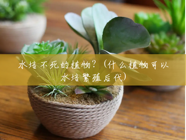 水培不死的植物?(什么植物可以水培繁殖后代) 水培不死的植物?(什么植物可以水培繁殖后代)