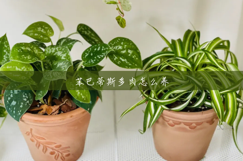 苯巴蒂斯多肉怎么养 苯巴蒂斯多肉怎么养