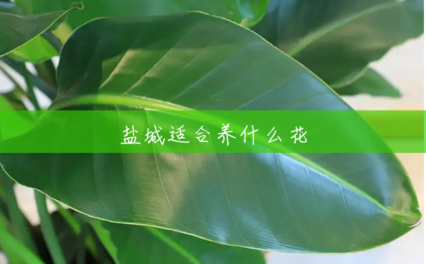 盐城适合养什么花 盐城适合养什么花