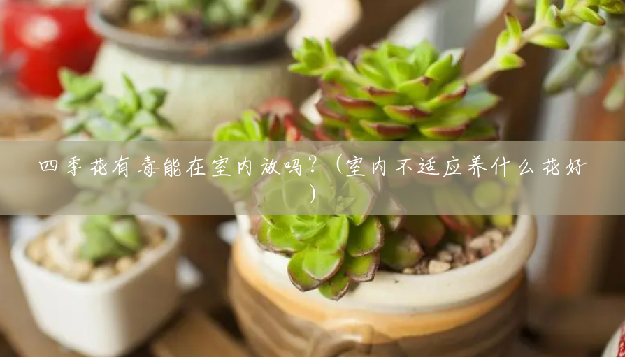 四季花有毒能在室内放吗?(室内不适应养什么花好) 四季花有毒能在室内放吗?(室内不适应养什么花好)