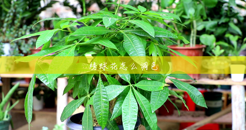 绣球花怎么调色 绣球花怎么调色