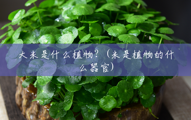 大米是什么植物?(米是植物的什么器官) 大米是什么植物?(米是植物的什么器官)