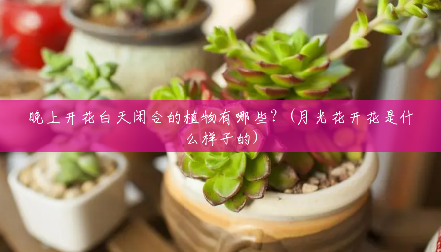 晚上开花白天闭合的植物有哪些?(月光花开花是什么样子的) 晚上开花白天闭合的植物有哪些?(月光花开花是什么样子的)