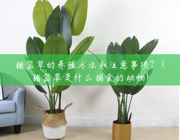 猪笼草的养殖方法和注意事项?(猪笼草是什么捕食的动物) 猪笼草的养殖方法和注意事项?(猪笼草是什么捕食的动物)