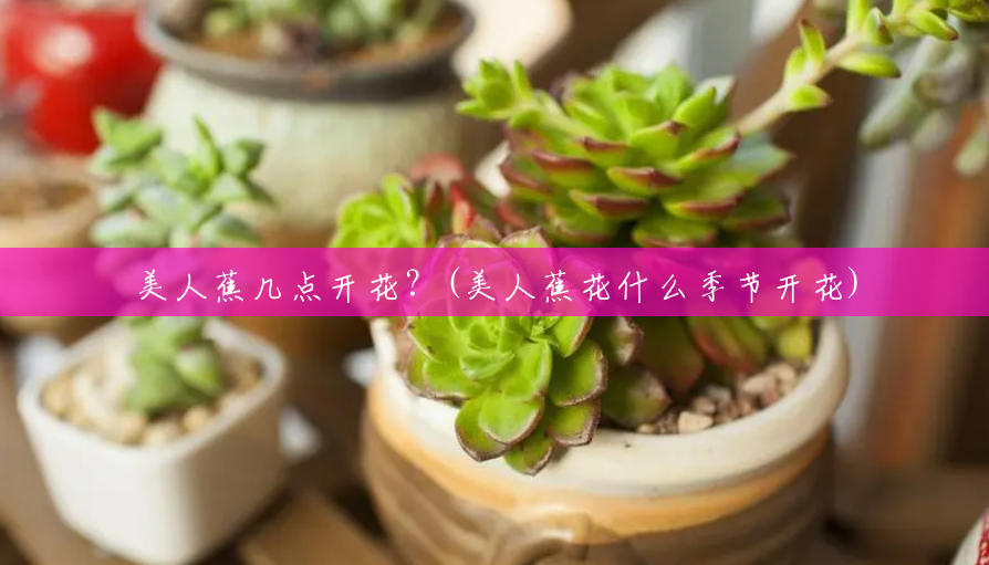美人蕉几点开花？(美人蕉花什么季节开花)
