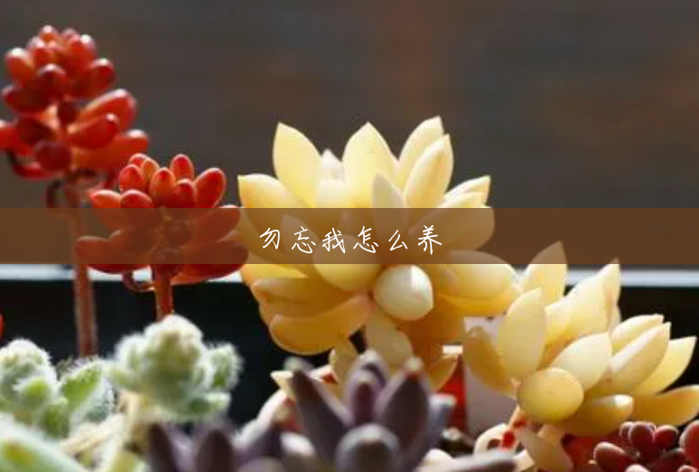 勿忘我怎么养 勿忘我怎么养
